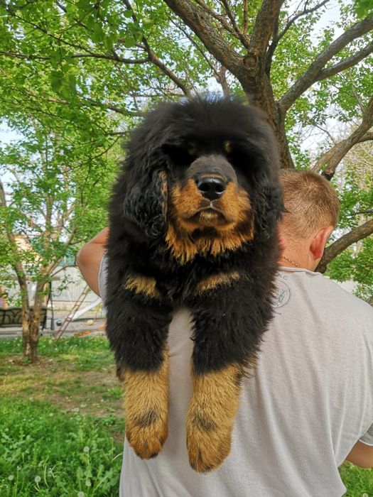 Щенки Тибетского Мастифа.