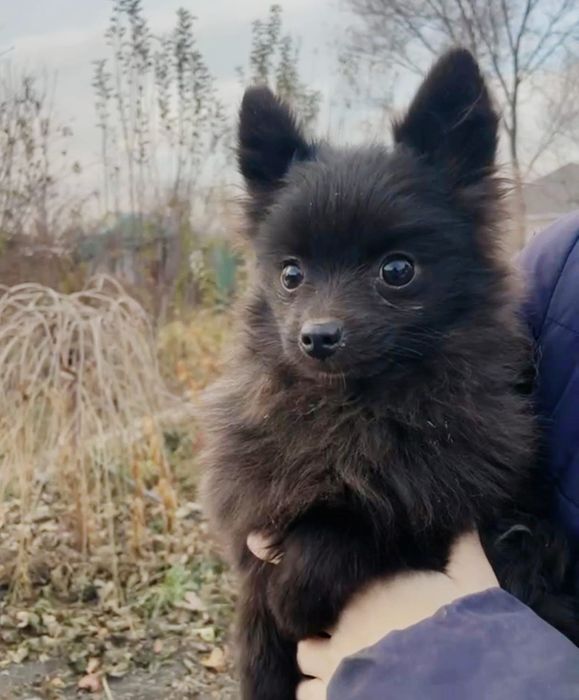 Продам прекрасных щенков шпица