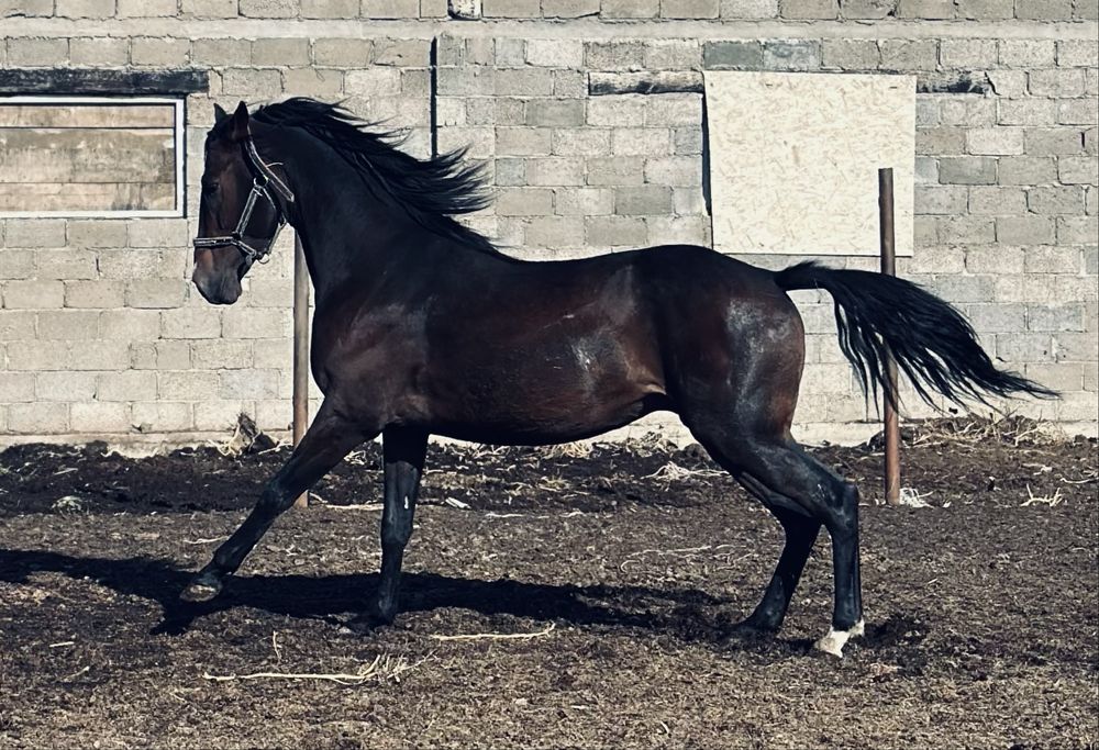 Айғыр 3 жасар Англо-Буден