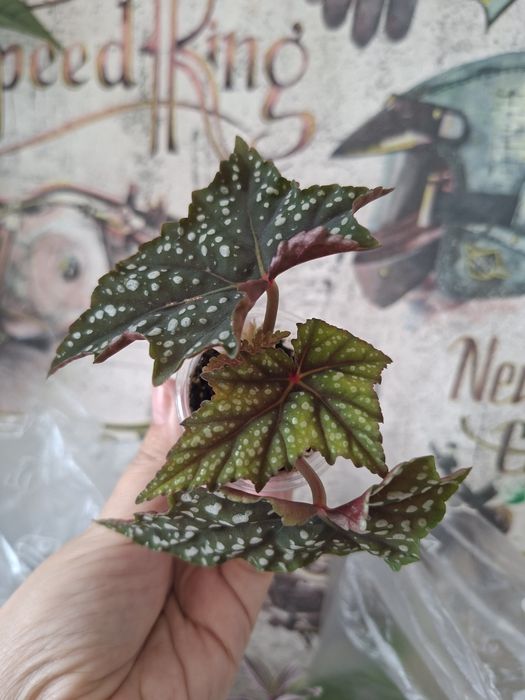 Продам комнатные цветы