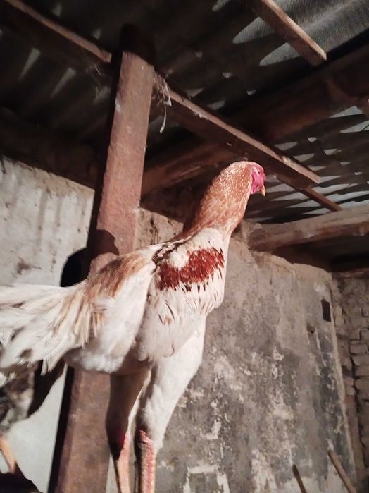 Қораз Дакан 8 айлық