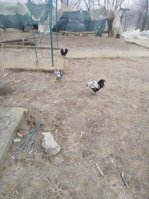 Porumbei jucători și misirlii, galateni și găini pitici de vânzare