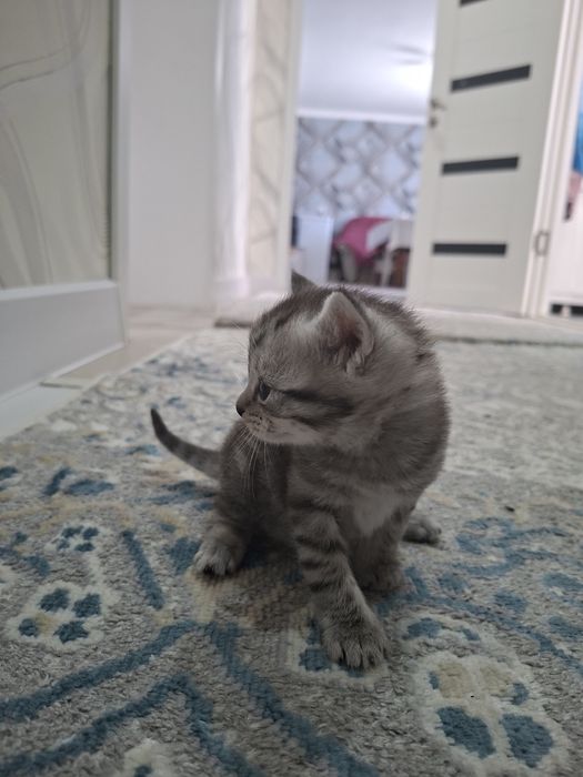 Продам британских котят