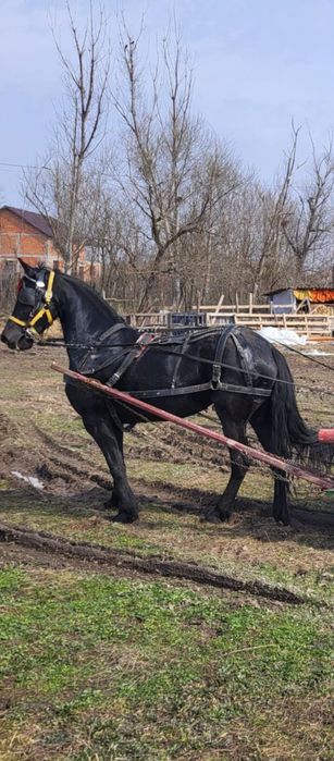 Iapa frizian originala de vanzare