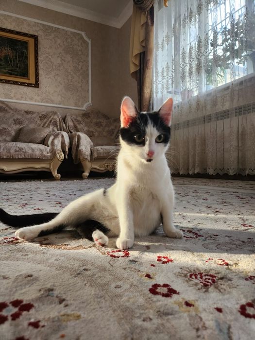 Отдам кошечку в дрбрые руки