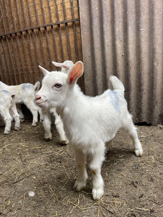 Super oferta de vanzare iezi sannen