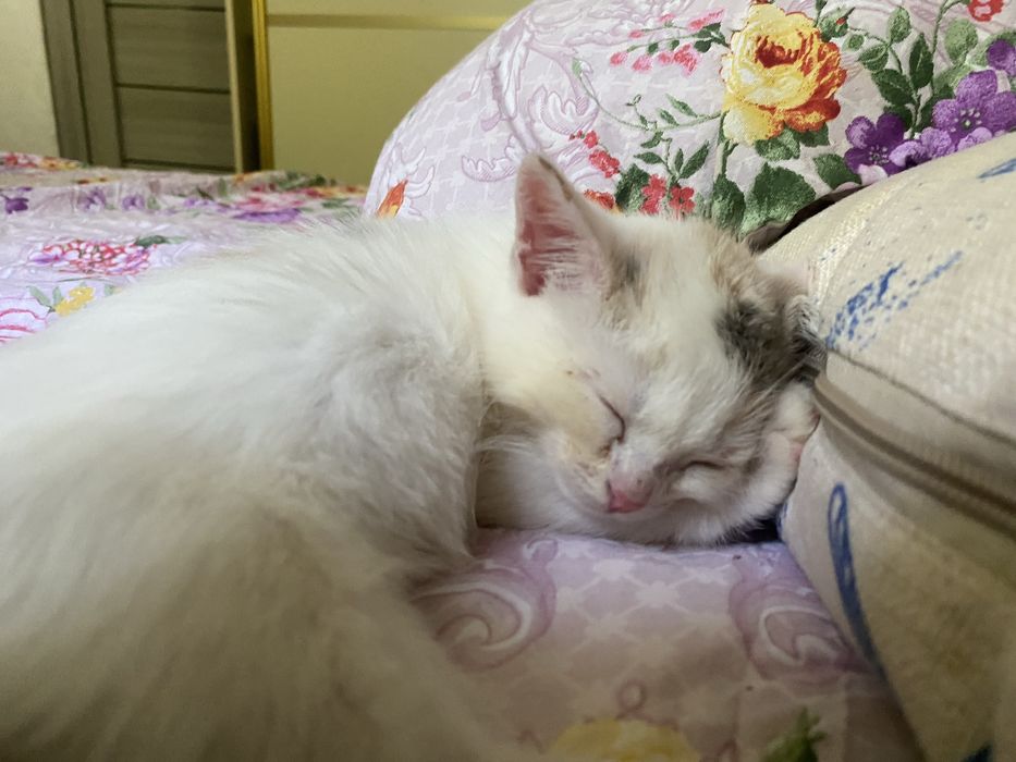 котенок маленькиц