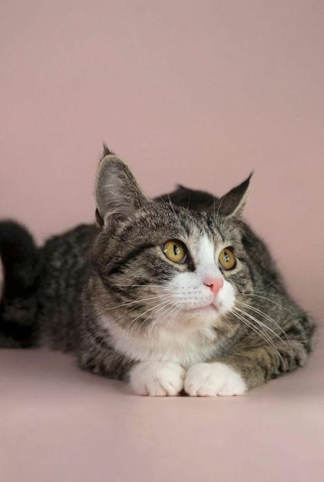 Ищет дом красивый котик