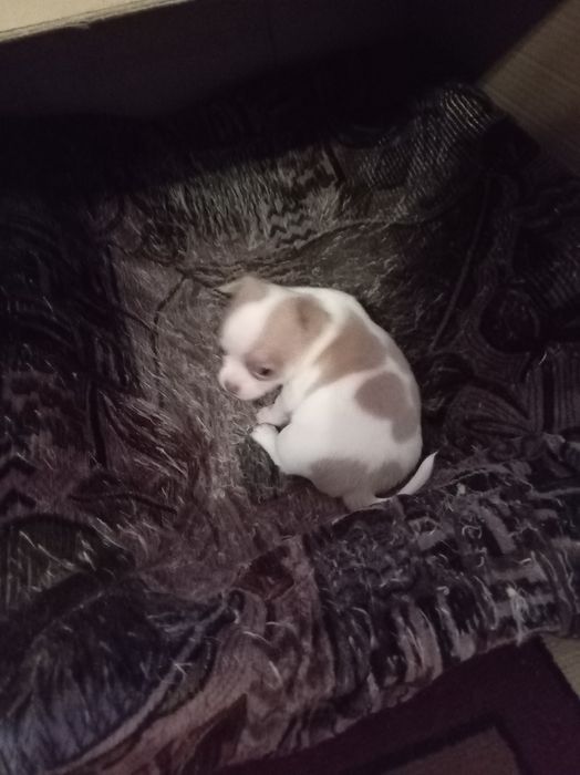 Продам щенков мини чихуахуа