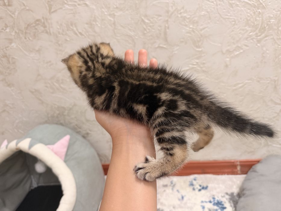 Шотладские котята