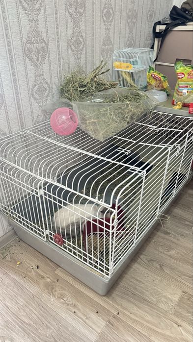 Отдаем кролика с клеткой