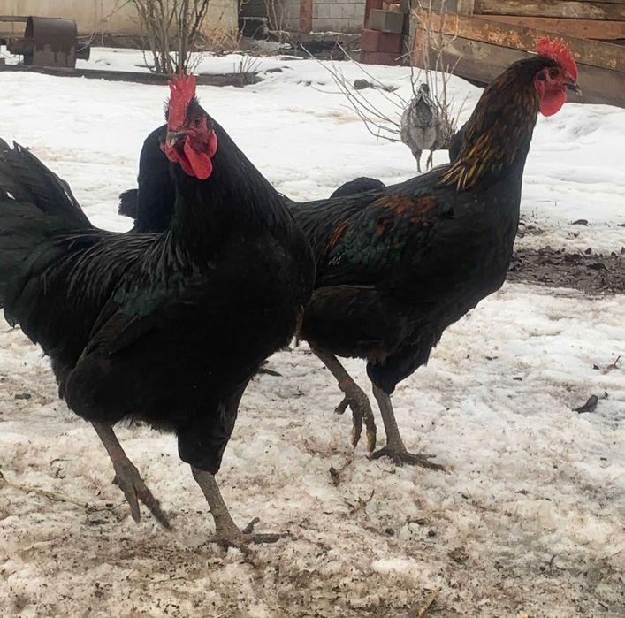 Продам петушков джерсийского гиганта