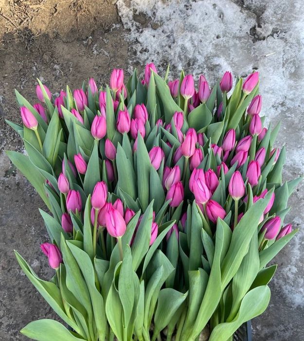 Голландские тюльпаны оптом и в розницу