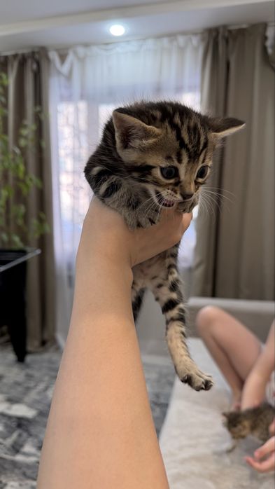 Бенгальские котята