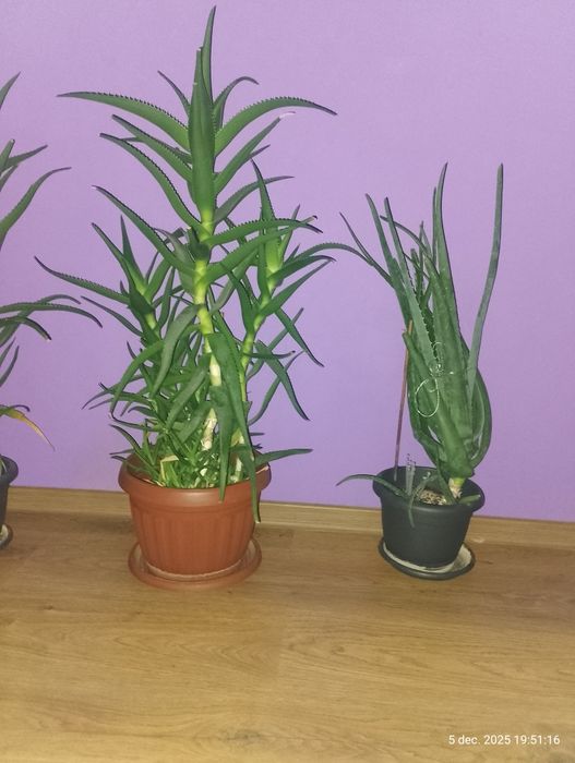 Aloe Vera 4 bucăți.