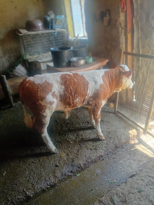 Vând vițel balțat românesc 10 sapt