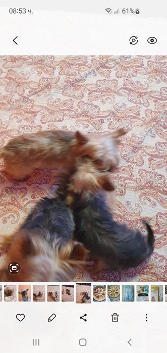 Мини йорки женски