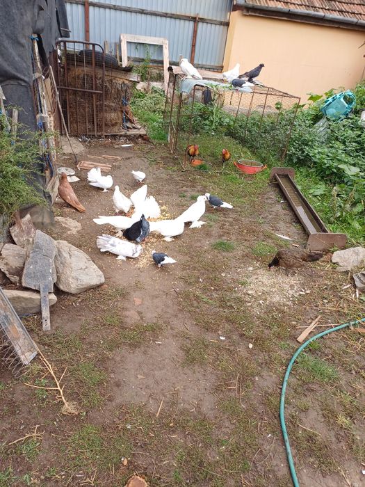 Vand porumbei Urias Maghiar 50 de lei bc