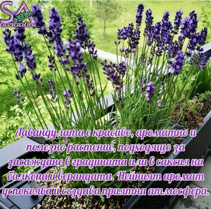Лавандула и Българска Маслодайна Роза-саксии