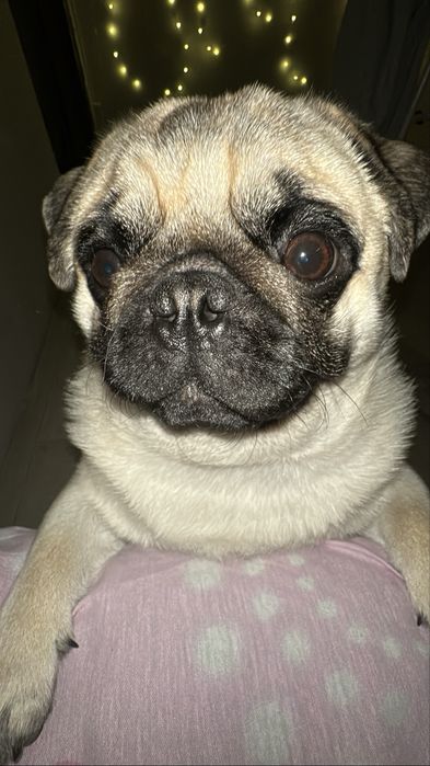 Мопс сладкий нету года