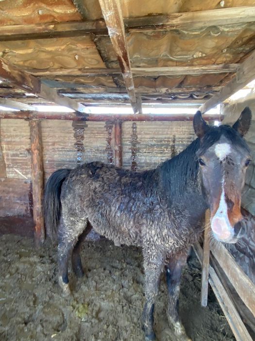 Тай бабында тұрр