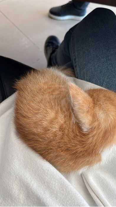 Котенок маленький