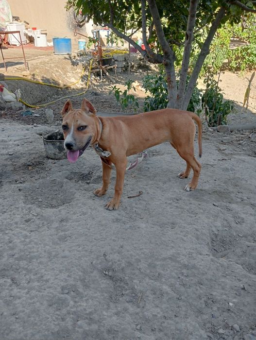 Зотли ИТ сотилади