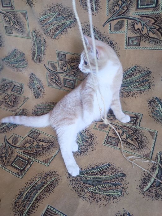 Котёнок 5месяцев крупный