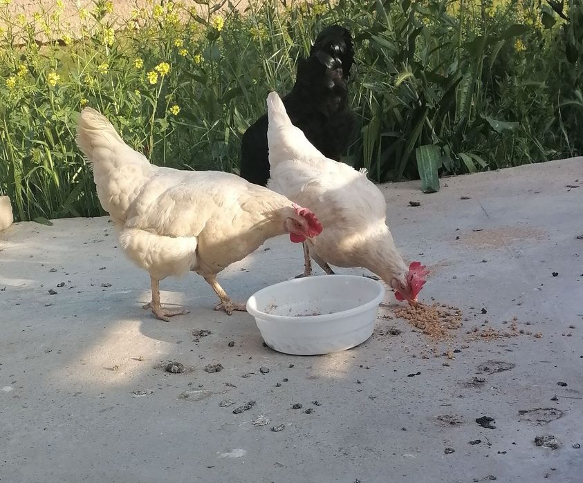 Tovuq va xoroz sotiladi