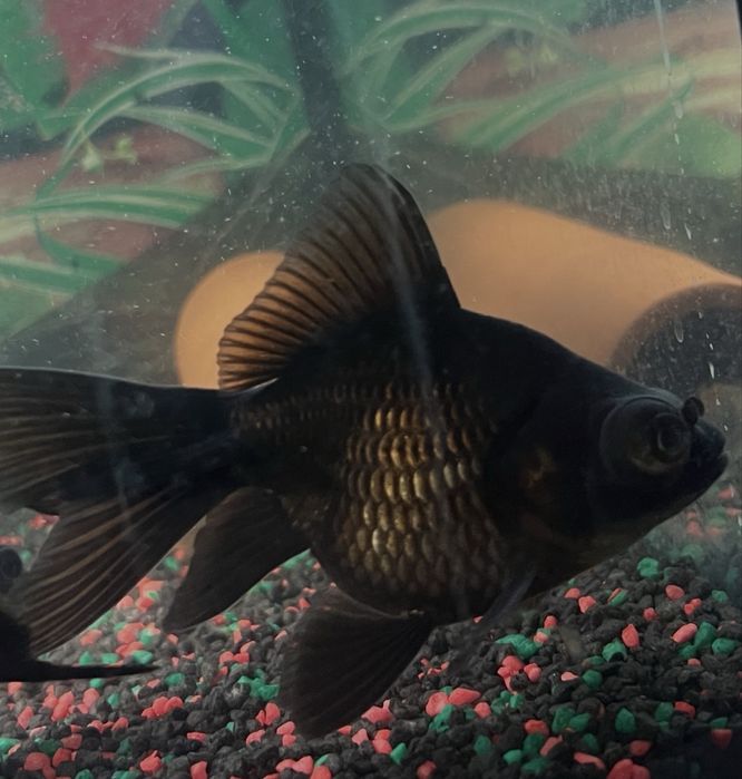 Carasi Oranda/Pesti de acvariu