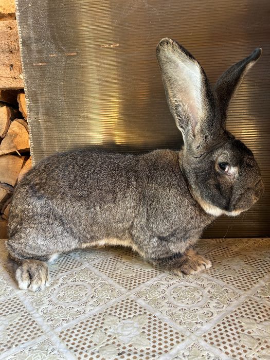 Vand iepurii urias german berbec german