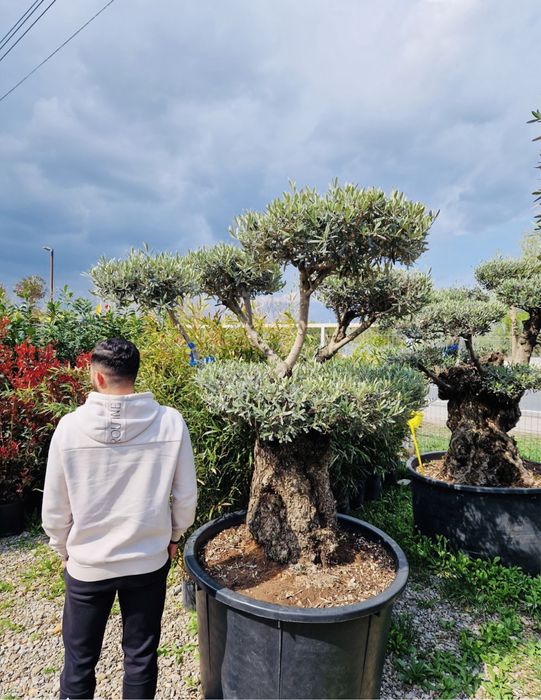 Vand Bonsai Maslin ( olea europaea) vand maslini, plante exotice