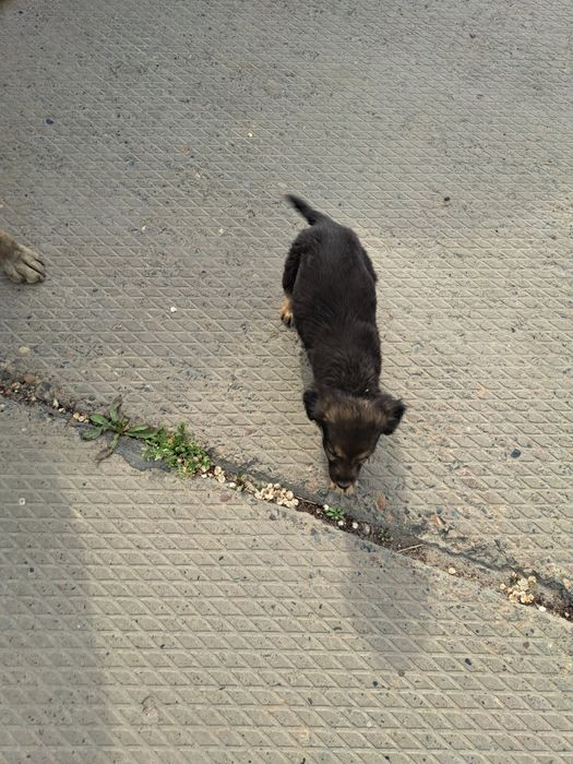 Отдам щенка в хорошие руки.              .