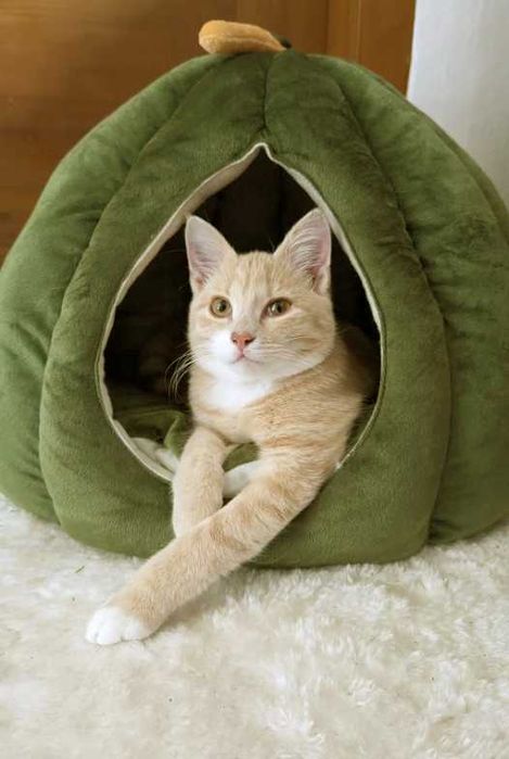 Нова Котешка Кучешка Къща * Къщичка * Легло за котка или куче *Размери