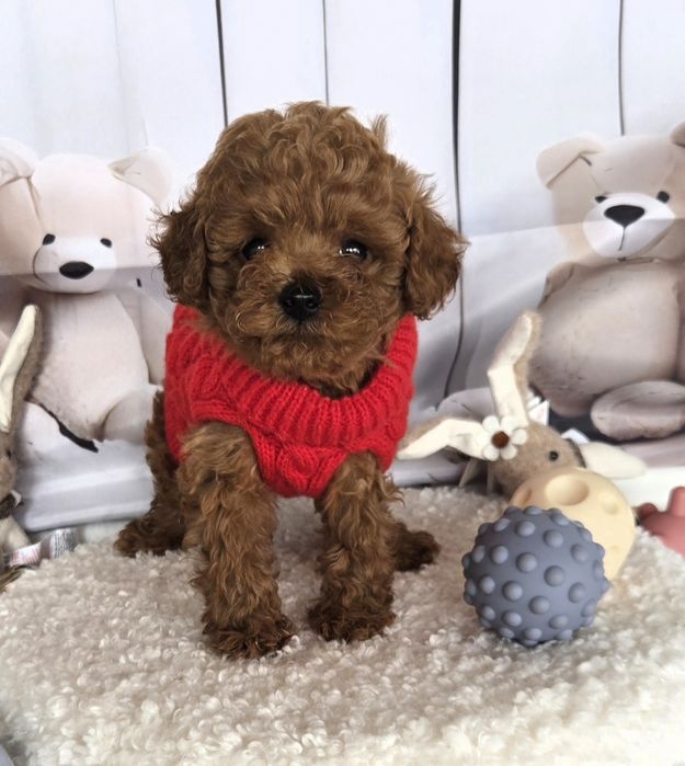 Пудел той /Poodle toy /с родословие