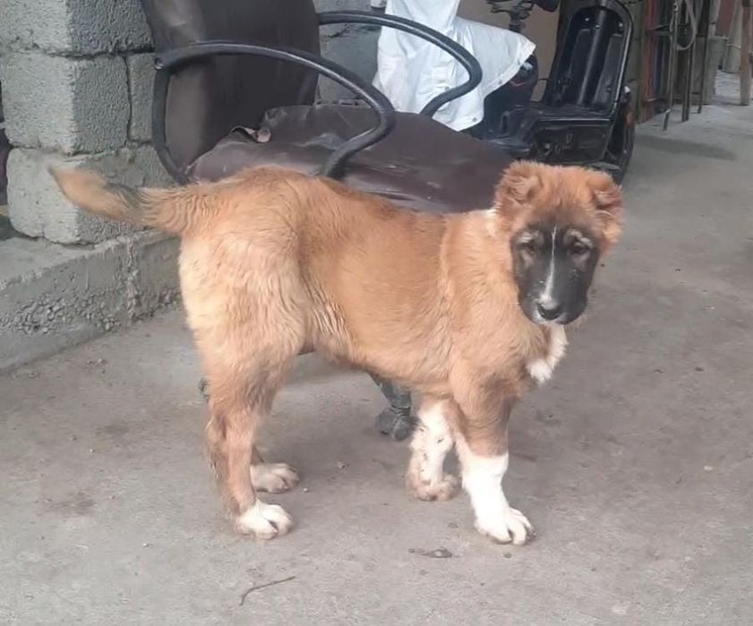 Продается щенок САО девочка