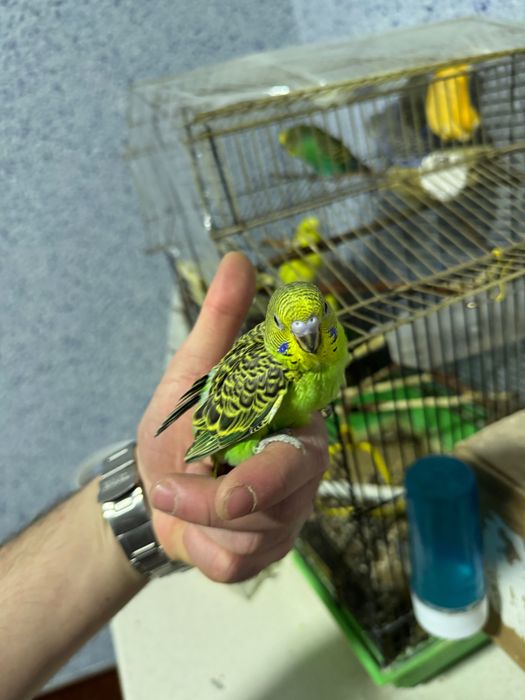 Попугай волнистый