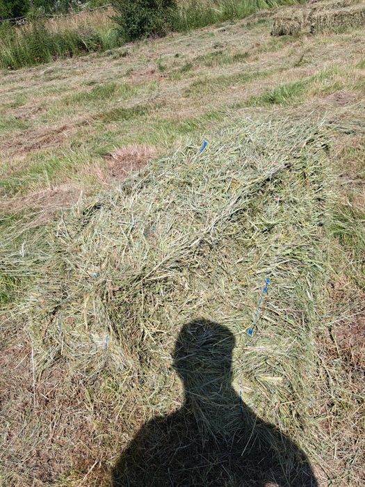 Vând balotii iarba Sudan și fan