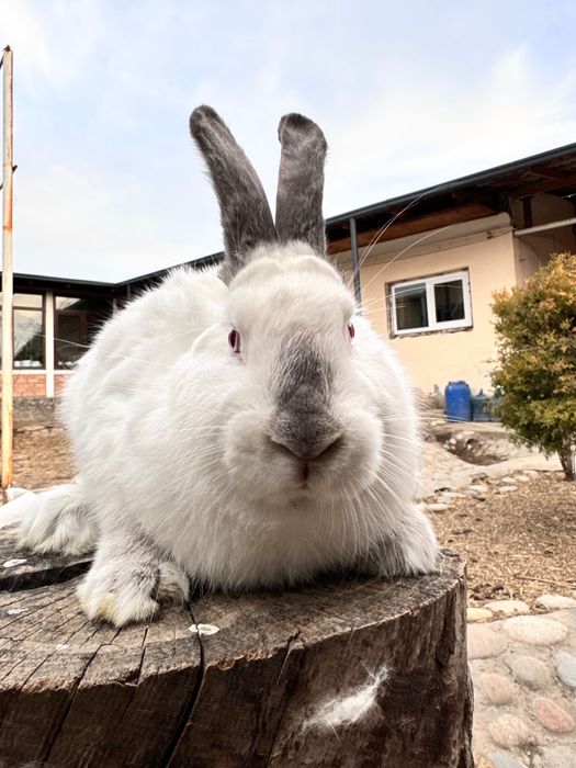 Кролик калифорнийский