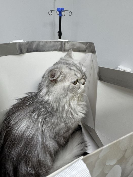 Хайленд страйт(шотландский)ищет дом