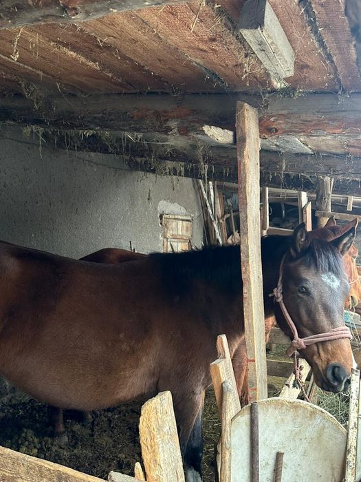 Бие, кобыла, сауынды бие