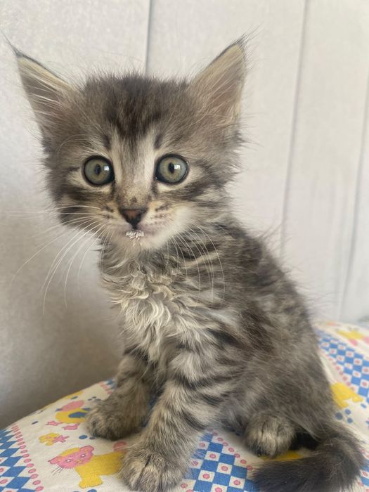 Отдам котят в добрые руки