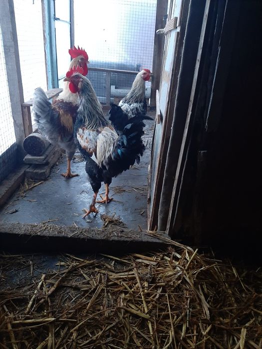 Қораздар сатылады