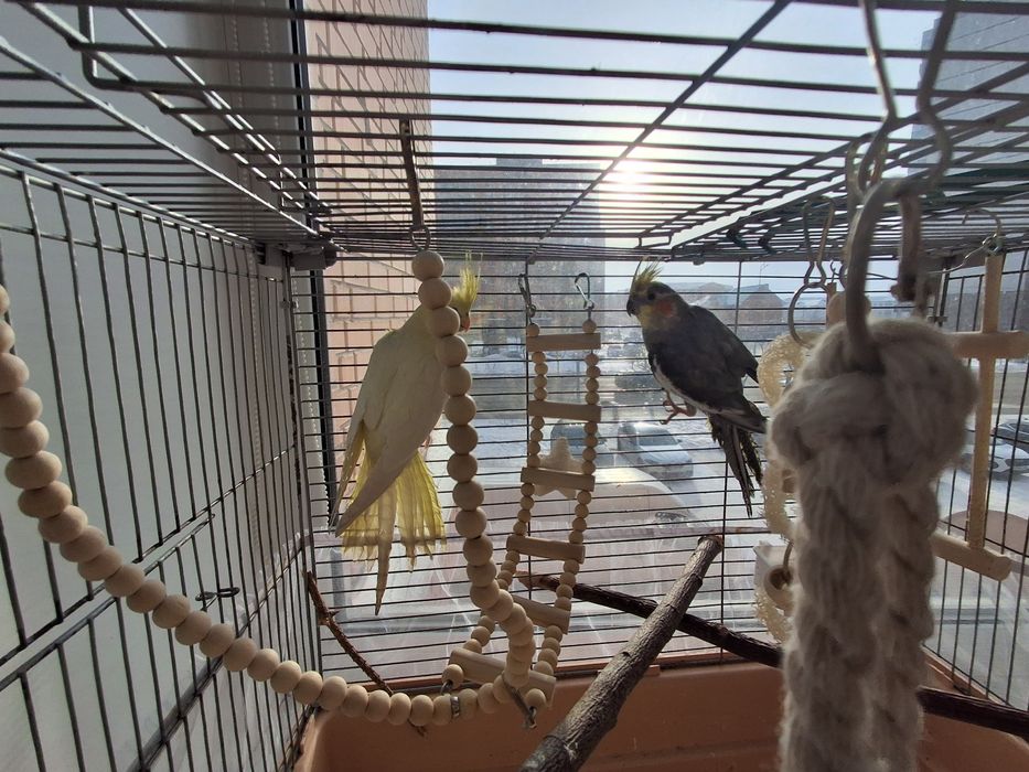 Продаются 2 коррелы