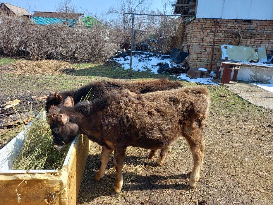 Продам двух телек