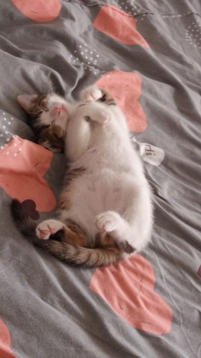 Отдам котенка в добрые руки