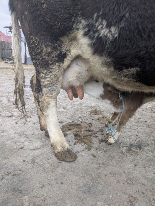 Vând vaca fătată cu vitica