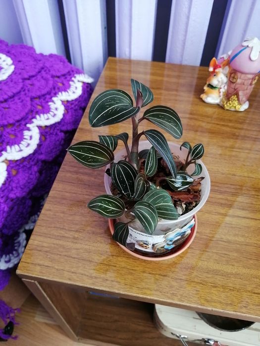 Продам комнатный цветок
