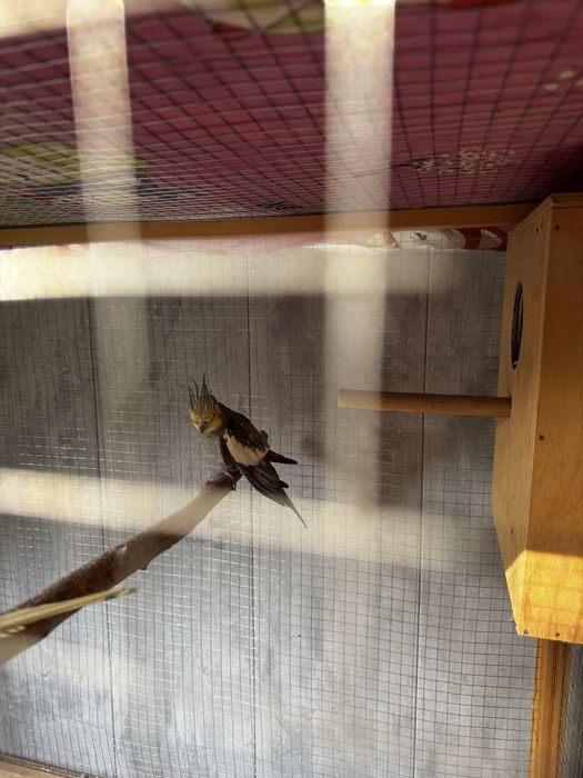 попугай корелла с вольерам прадаётса