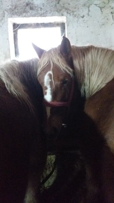 Vand 2 manze blonde 2 si 3 ani